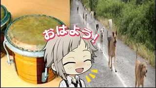 Bungo Stray Dogs on crack #1