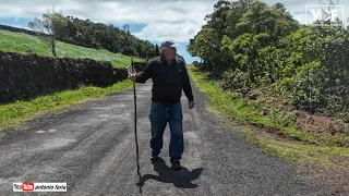 Mudar as vacas de pastagem, Criação Velha Ilha Pico Ilha do Pico