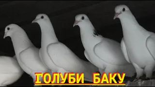 Бакинские голуби Эльчина в Баку!