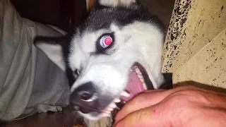 Max ENDEMONIED? OWNED? Max the husky