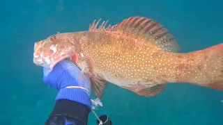 Day dive adventure, with expensive  fish