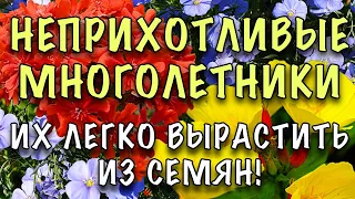 ПРОСТО ПОСЕЙТЕ! МОЖНО БЕЗ РАССАДЫ! Неприхотливые МНОГОЛЕТНИКИ, которые ЛЕГКО ВЫРАСТИТЬ ИЗ СЕМЯН