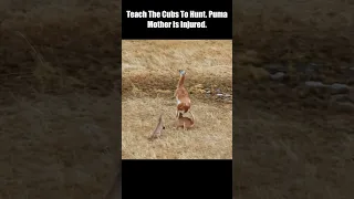 Teach The Cubs To Hunt  Puma Mother Is Injured #short #Animal Secrets #animals