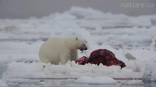 Polar bear feeding on a narwhal