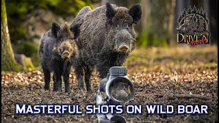 Masterful shots on wild boar on driven hunt - driven wild boar in Bulgaria2