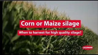 Harvest timing for corn/maize forage based on the maturity of the crop for good silage quality