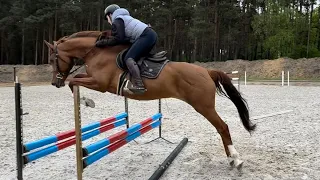 Hunter/eq project 6yo mare Falaise de Muze x Harley VDL