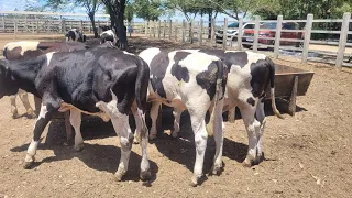 7 torinhos a venda na fazenda Natville -Sergipe 30/01/ 2023