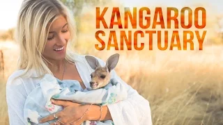 Alice Springs Kangaroo Sanctuary