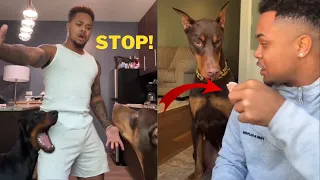 Grumpy Dogs knox doberman tiktok Compilation 🔴| Dog Video 2022 | suavexavie - 4