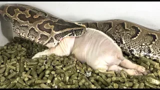 African Rock Python Eats Pig (Time Lapse x5)