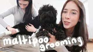 grooming my maltipoo puppy at home for the 1st time | ft PalFur