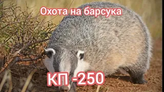 Охота на барсука, проходным капканом..