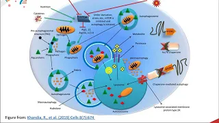 Autophagy