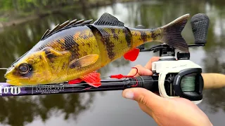 Fishing HUGE PERCH SWIMBAIT pays off with a RIVER MONSTER! (NEW PB)