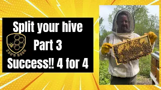 Splitting success! Finding Queens | Hive Inspection