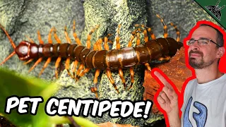 Meet my GIANT PET CENTIPEDE!