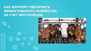 Вентиляция коровника: как работает вентиляция в коровнике