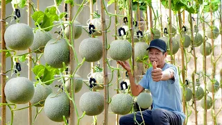 I Wish I Knew This Method Of Growing Cantaloupe Sooner, Large And Very Sweet Fruits