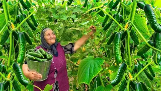 Harvesting Plenty of Cucumbers and Vegetables and Preserving them for Winter!