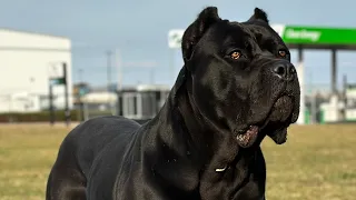 Bacco cane corso obedience training for IGP BH.