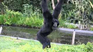 The siamang (Symphalangus syndactylus)