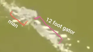🐊 12 foot Alligator attacks swimmer