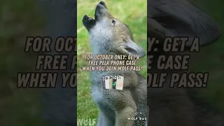 Support Wolves with Wolf Pass Membership