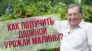 Как получить двойной урожай малины без хлопот? Рекомендации эксперта Анатолия Сидоровича