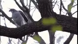 Охреневшая белка  / fu**ing squirrel