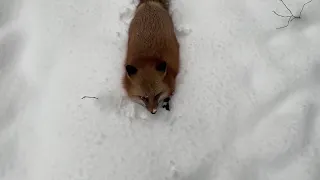 Alice the fox. How to properly move through the snow in the presence of a fox.