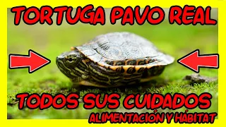 CUIDADOS COMPLETOS DE LA TORTUGA PAVOREAL | CUIDADOS TRACHEMYS VENUSTA