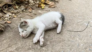 Newborn Kitten Lost Their Mother, Screaming In Despair, But No One Wants Her