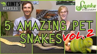 Snake Discovery and Clint's Reptiles - Five MORE of the Best Pet Snakes You Could Possibly Get!