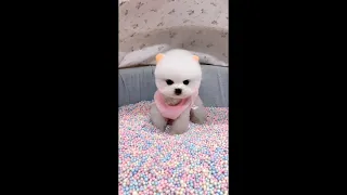 【Compilation】Dog Pet Puppy Pomeranian Grooming Teddy bear style ! dogs story #82