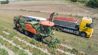 Paradicsom betakarítás | Guaresi Super DS 48 | Tomato Harvest | Volvo FH12