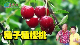 Seeds grow cherries. Don't throw cherries after eating, use them to grow cherry trees