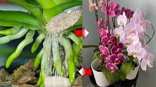 I poured a spoonful of it on the roots!Suddenly orchids bloomed many flowers