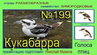 Кукабарра. Голоса птиц