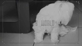 Gigi's World - The Maltese Dog - NOW on YouTube