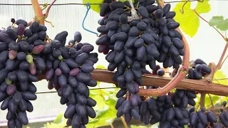 Одесский сувенир - надежный виноград для теплицы и хранения
