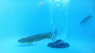 Whirlpool experiments with FISH and EVERYTHING. Water vortex. whirlpool video.