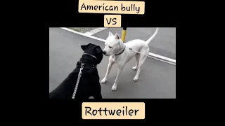 Rottweiler vs Argentina 😱