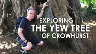 Exploring the YEW TREE of CROWHURST | Surrey