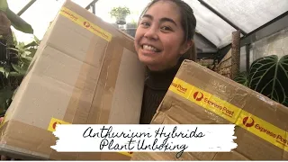 Anthurium Hybrid Plant Unboxing | Sam's Greenhouse | Plant Collector Melbourne