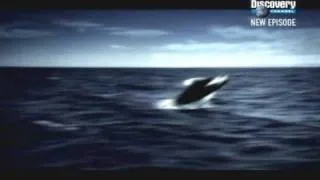 Whale Wars - Sea Shepherd