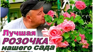 Кто лучшая РОЗОЧКА нашего сада? Красота плетистых роз