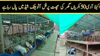 Great Goat Farm in Pakistan || Modern Goat Farm Lahore || Fully Automatic Goat Farm Shed Design