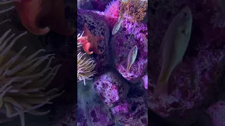 Fish Eating Anemone (underwater exploration) Watch https://youtu.be/f5K9uJfW-wQ for full video