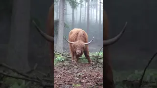 Highland Cow eating grass | #Shorts  #Nature  #Animal